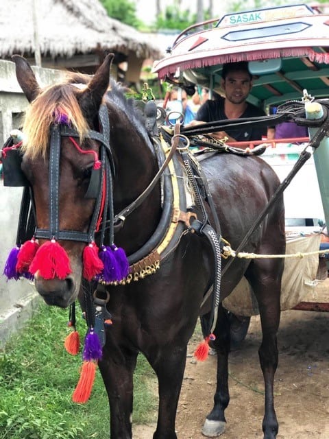 A horse and driver on the Gili Islands